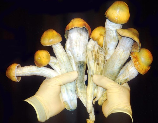 hand holding mushroom