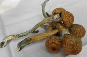 microdosing magic mushroom